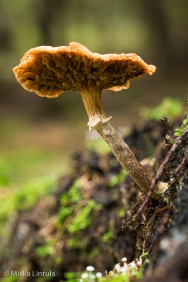 Fungus I